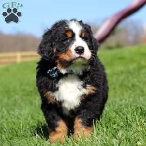 Crooked Jim, Bernese Mountain Dog Puppy